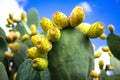 Prickly pear cactus Opuntia ficus-indica Sicily garden