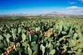 Prickly pear cactus Opuntia ficus-indica Sicily landscape