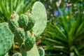 Prickly Pear Cactus (Opuntia) - fresh succulent cactus covered with fruit closeup on nature background with copy space Royalty Free Stock Photo