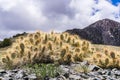 Prickly Pear cactus (Opuntia) growing at high altitude in the Panamint Mountain Range; Telescope Peak visible in the background; Royalty Free Stock Photo