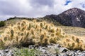 Prickly Pear cactus (Opuntia) growing at high altitude in the Panamint Mountain Range; Telescope Peak visible in the background; Royalty Free Stock Photo