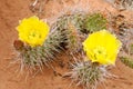 Prickly pear cactus (Opuntia polyacantha)