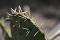 Prickly Pear Cactus (Opuntia polyacantha) Needle Macro