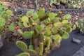 Prickly pear cactus opuntia with red fruits in Jardin de Cactus by Cesar Manrique on canary island Lanzarote Royalty Free Stock Photo