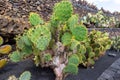 Prickly pear cactus opuntia with red fruits in Jardin de Cactus by Cesar Manrique on canary island Lanzarote Royalty Free Stock Photo