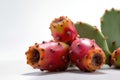 Prickly Pear Cactus Opuntia Spp On White Background. Generative AI