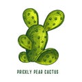 Prickly pear cactus or opuntia, vector sketch.