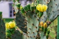 Prickly Pear Cactus Opuntia with yellow flowers - Pembroke Pines, Florida, USA