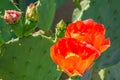 Prickly Pear Cactus Orange Flowers and Buds Royalty Free Stock Photo