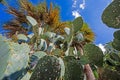 Prickly pear cactus and palm tree against blue sky Royalty Free Stock Photo