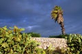 Prickly pear cactus and palm tree near a stone wall against cloudy sky.