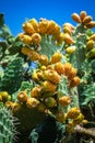 Prickly pear cactus plant ( opuntia ficus-indica) Royalty Free Stock Photo