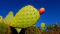 Prickly pear on a cactus plant Royalty Free Stock Photo