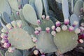 Prickly pear cactus plant in September, half ripe fruit, infestation of grana cochinilla or cochineal