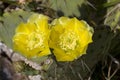 Prickly Pear Cactus Plant and Yellow Blossoms Royalty Free Stock Photo