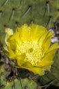 Prickly Pear Cactus Plant and Yellow Blossoms Royalty Free Stock Photo