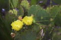 Prickly Pear Cactus Plant And Yellow Blossoms Digitally Painted