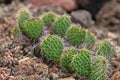 Prickly Pear Cactus Royalty Free Stock Photo