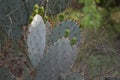 Prickly Pear Cactus Royalty Free Stock Photo