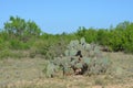 Prickly Pear Cactus Royalty Free Stock Photo