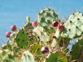 Prickly pear cactus with ripe fruits in front of blue sky Royalty Free Stock Photo