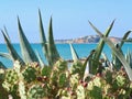 Prickly pear cactus with ripe fruits in front of blue sky Royalty Free Stock Photo