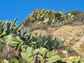 Prickly pear cactus with ripe fruits in front of blue sky Royalty Free Stock Photo