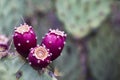 Prickly Pear Cactus Red Fruit in Close Up