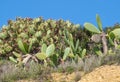 Prickly pear cactus with ripe fruits in front of blue sky Royalty Free Stock Photo