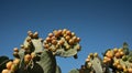 Prickly pear cactus with ripe prickly pears growing against a blue sky. The cacti are next to each other at the bottom of the Royalty Free Stock Photo