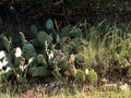 Prickly Pear Cactus with ripe fruit