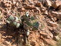 Prickly Pear Cactus with ripe fruit Royalty Free Stock Photo