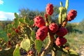 prickly pear cactus with ripe red fruits on a sunny day