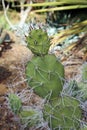 A Prickly Pear Cactus shaped like a snowman with long white spines in the Arizona desert Royalty Free Stock Photo