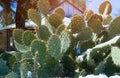 Prickly pear cactus snowfall in the covered in snow Arizona After winter storm Royalty Free Stock Photo