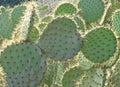 Prickly pear cactus with spines glowing in the sun