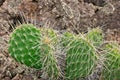 Prickly Pear Cactus Spines Royalty Free Stock Photo