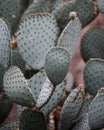 Prickly Pear Cactus, Succulent Plant Background