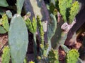 Prickly pear cactus, in summer sunshine, Opuntia ficus-indica, Royalty Free Stock Photo