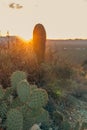 Prickly pear cactus at sunset - Gates Pass, Tucson Arizona Royalty Free Stock Photo