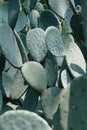 Prickly Pear cactus texture background Royalty Free Stock Photo