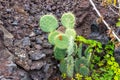Prickly pear cactus in Timanfaya Nationalpark on canary island Lanzarote Royalty Free Stock Photo