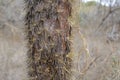 Prickly pear cactus trunk, Opuntia echios, Santiago Island, Galapagos Islands