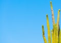 Prickly pear cactus under a blue sky in the springtime Royalty Free Stock Photo