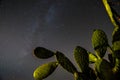 Prickly Pear cactus, under the Milky Way Royalty Free Stock Photo