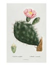 Prickly pear cactus vintage illustration, remix from original artwork Royalty Free Stock Photo