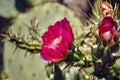 Prickly pear cactus vivid magenta flower, California Royalty Free Stock Photo