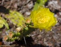 Prickly pear cactus (Opuntia spp.) with yellow flower Royalty Free Stock Photo