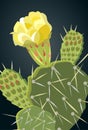 Prickly Pear Cactus Yellow Flower 1