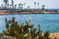 Prickly Pear Cactus with Yellow Flowers near Cyprus Nissi beach, Ayia Napa. Opuntia, ficus-indica, Indian fig opuntia